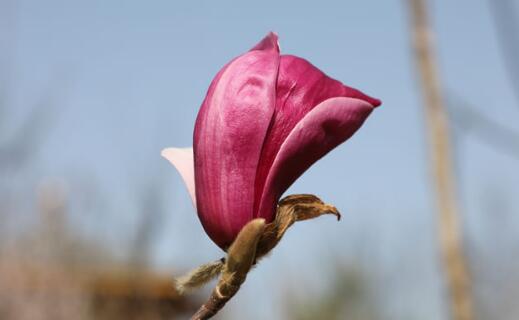 ӢQȾҕܓp,ӢȺwָʲô